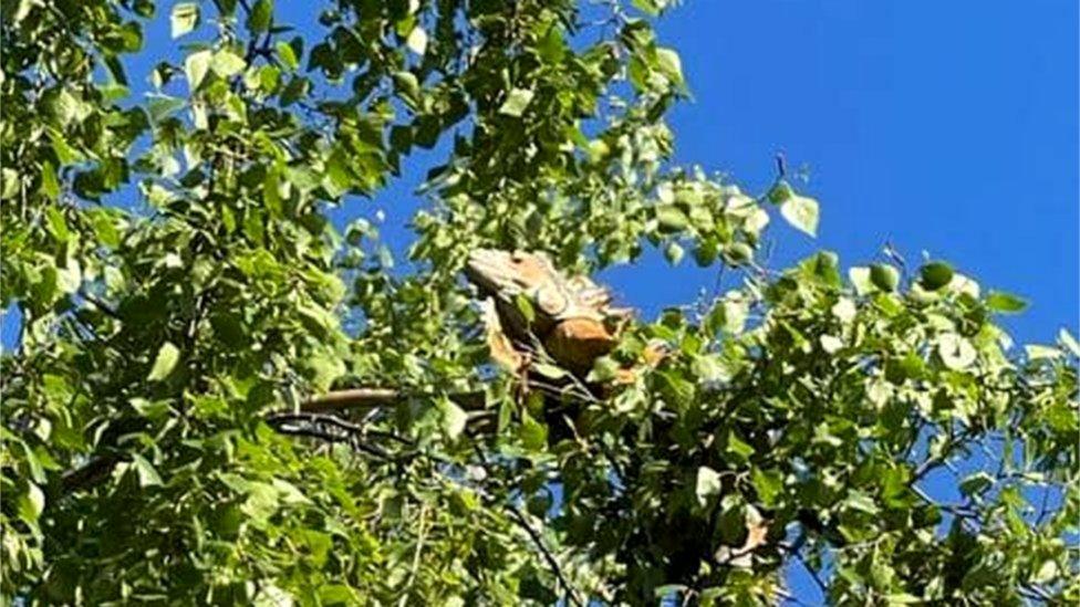 Iguana up a tree