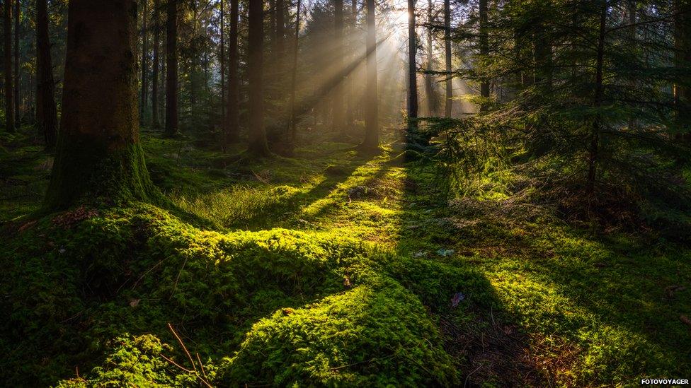 Tree in a mossy forest