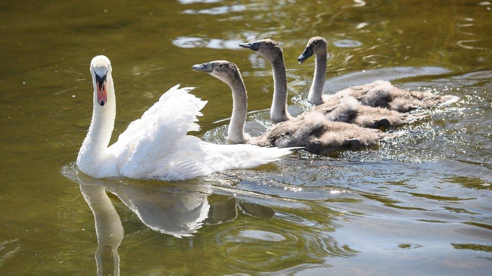 A swan with three cygnets