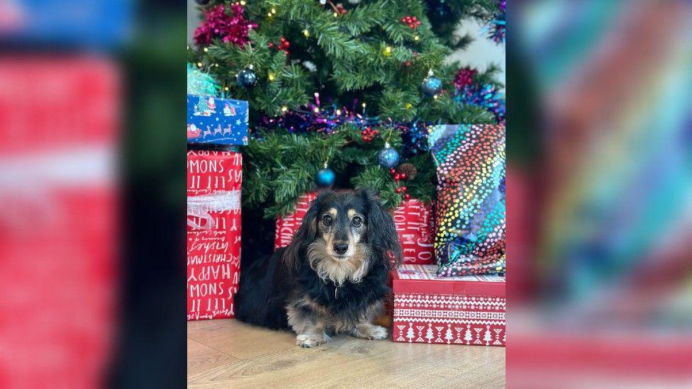 A small black dog with a lighter blondish beard, standing under a Christmas tree surrounded by wrapped shoeboxes