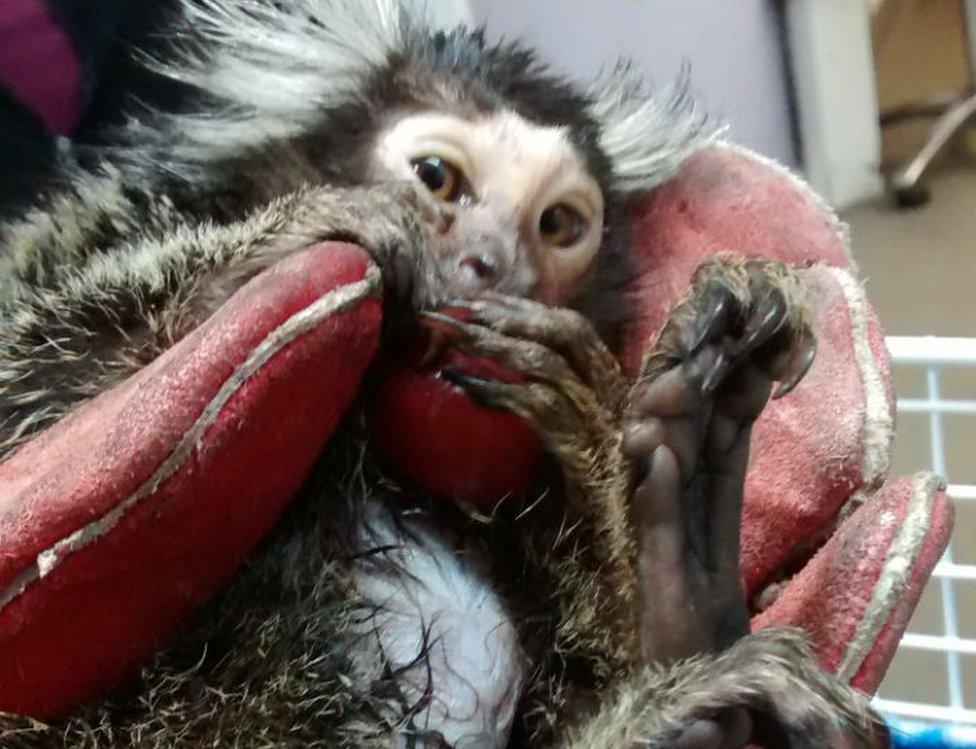 Marmoset monkey