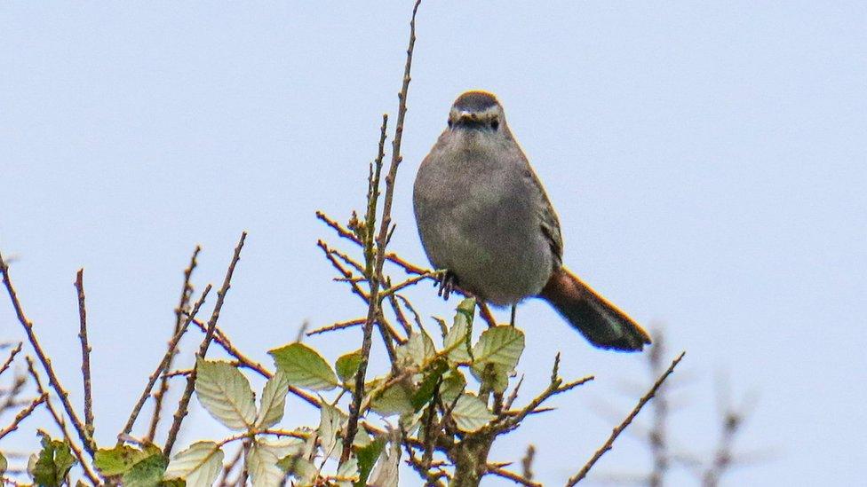 Grey catbird