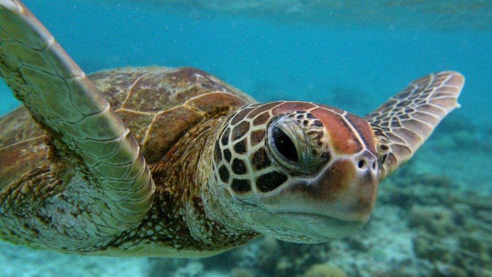 sea-turtle.