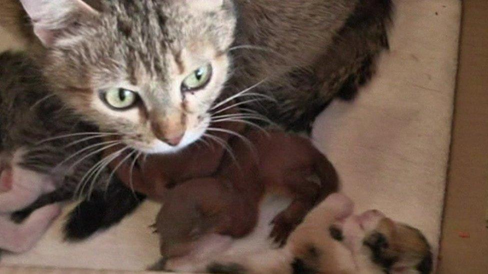 Cat, with kittens and rescued baby squirrels