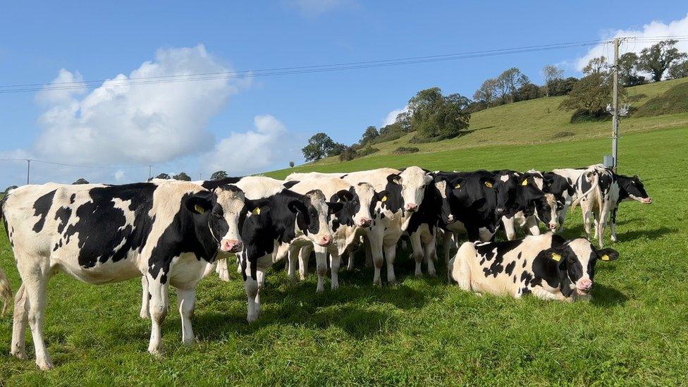 Cows on a dairy farm