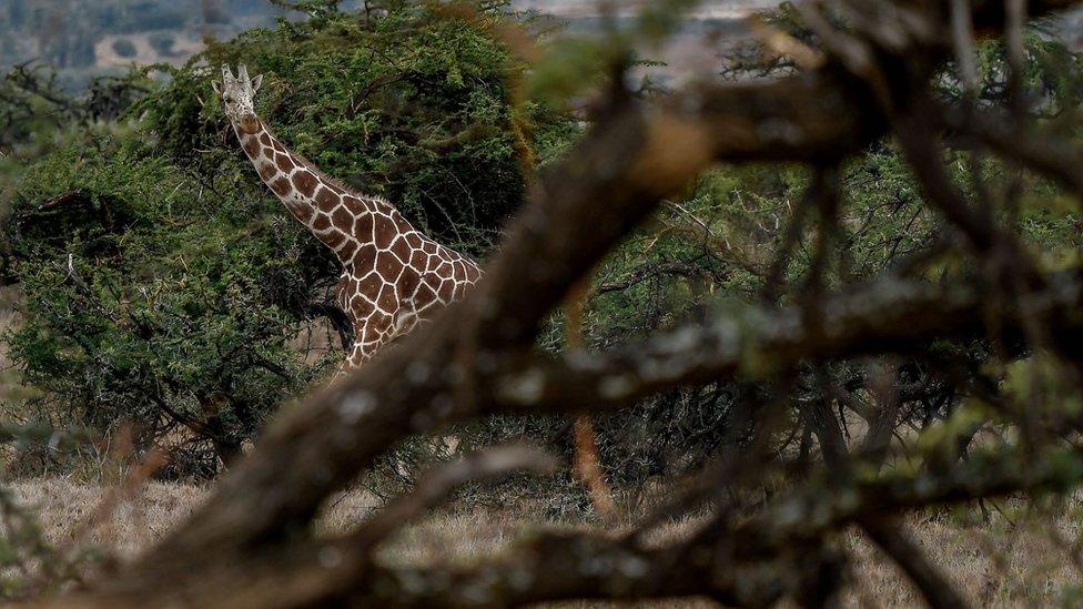 Giraffe in Kenya