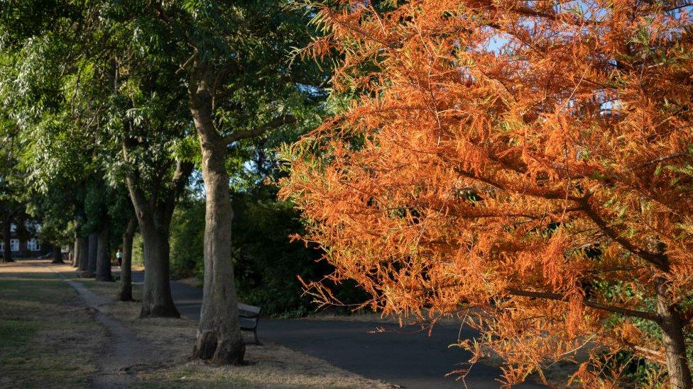 Dying tree in a London park