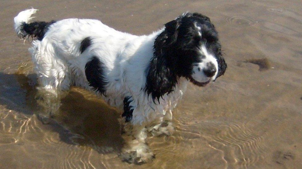 A cocker spaniel called Ghillie