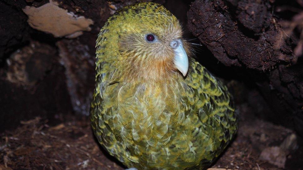 A kakapo parrot is pictured in New Zealand