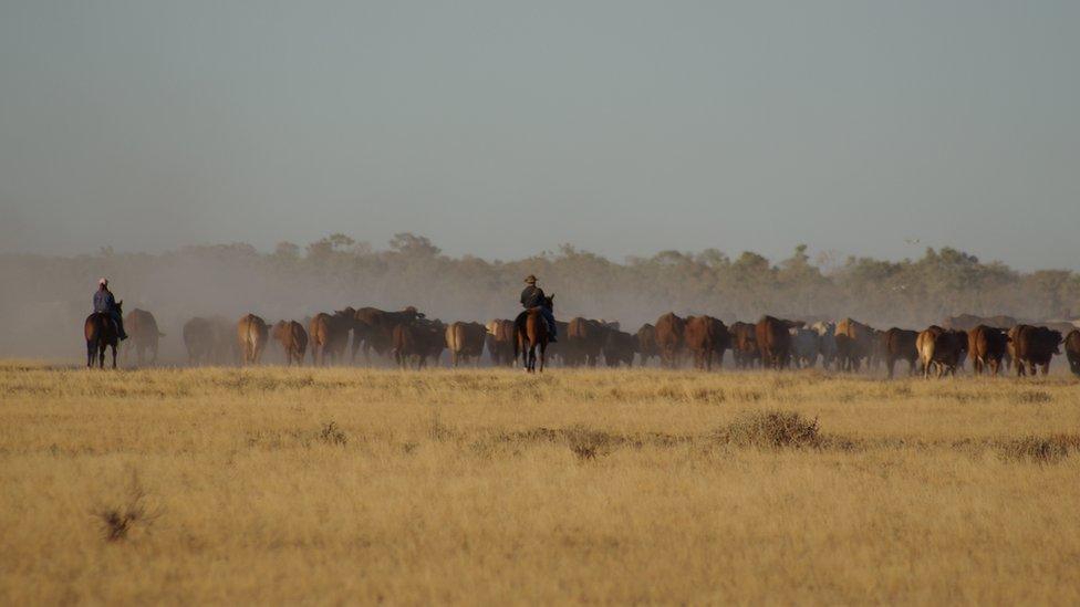 Grass fattened bullocks at Naryilco