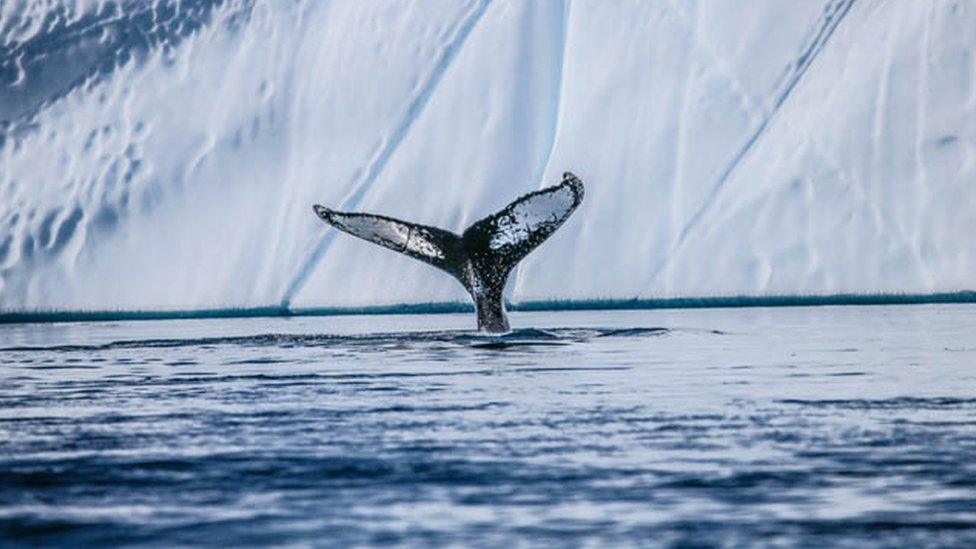 A picture of a whale's tail