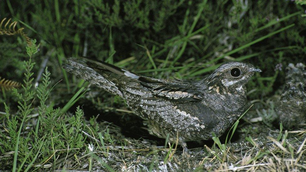 nightjar nesting in heather