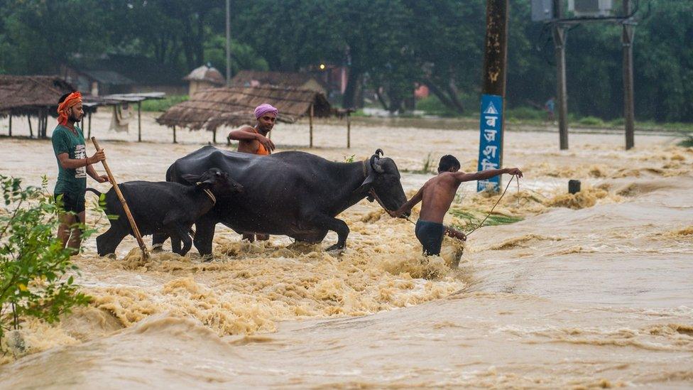 Nepali residents move their buffalos across a flooded area at Birgunj Parsa district