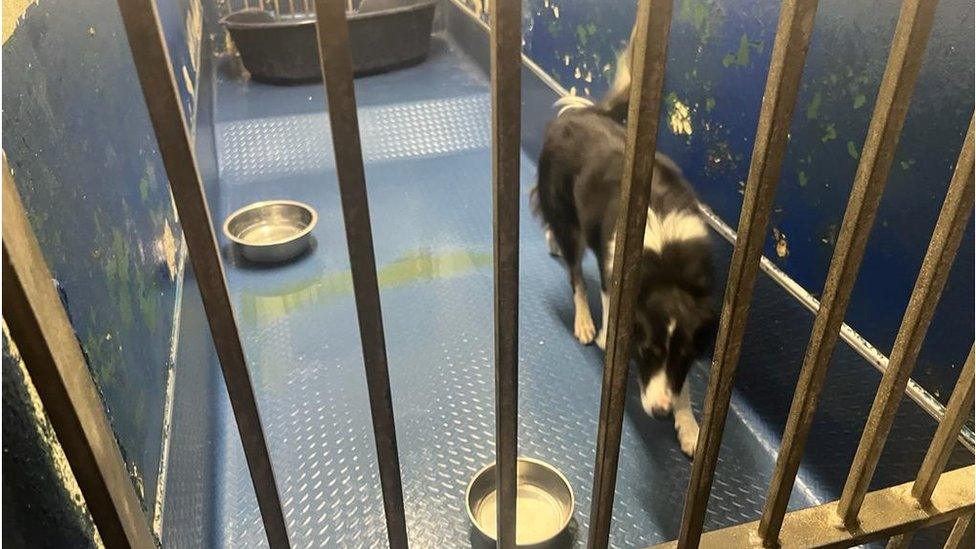 Dog in Derry council kennels