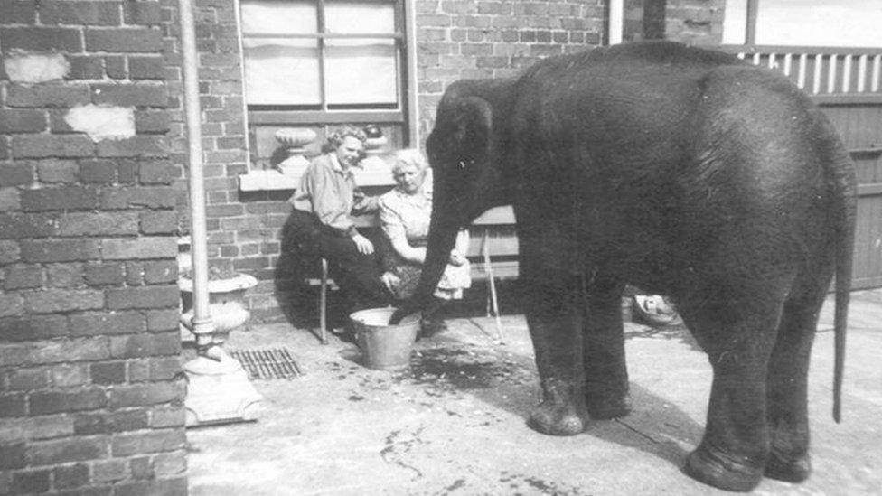 Shelia the elephant in a Belfast backyard