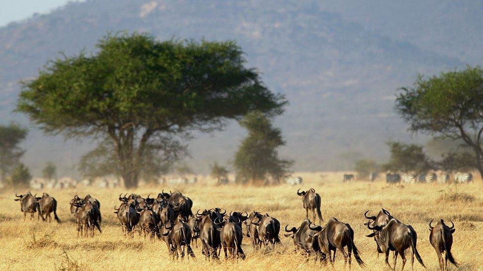 wildebeest herd