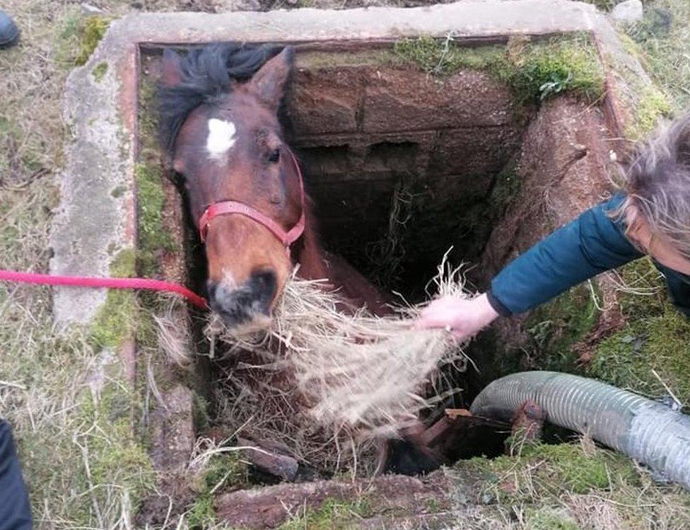 Horse in pit