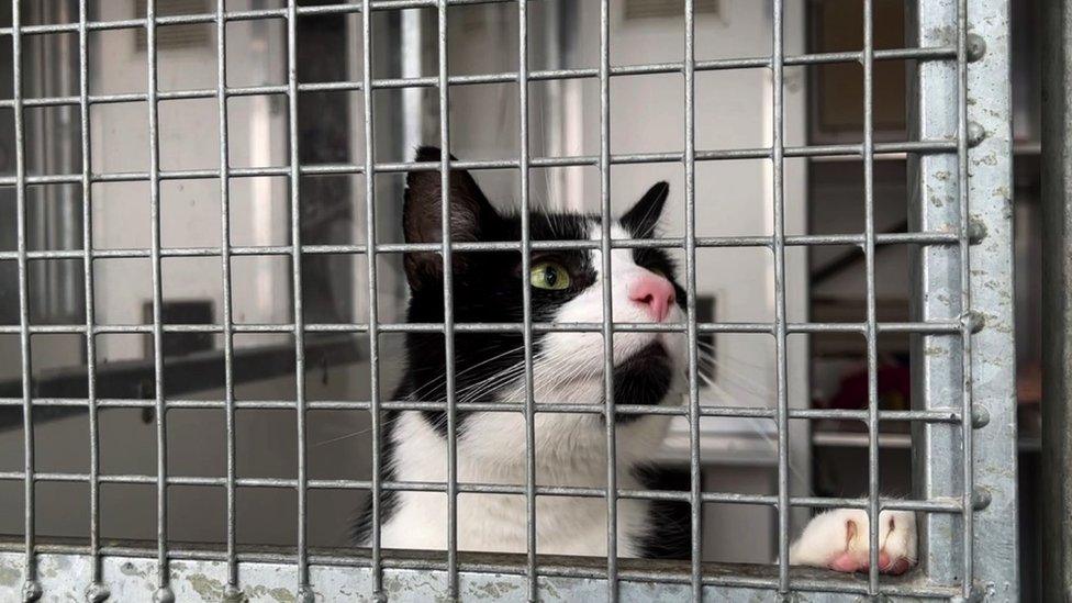 A cat at Teckels Animal Sanctuary