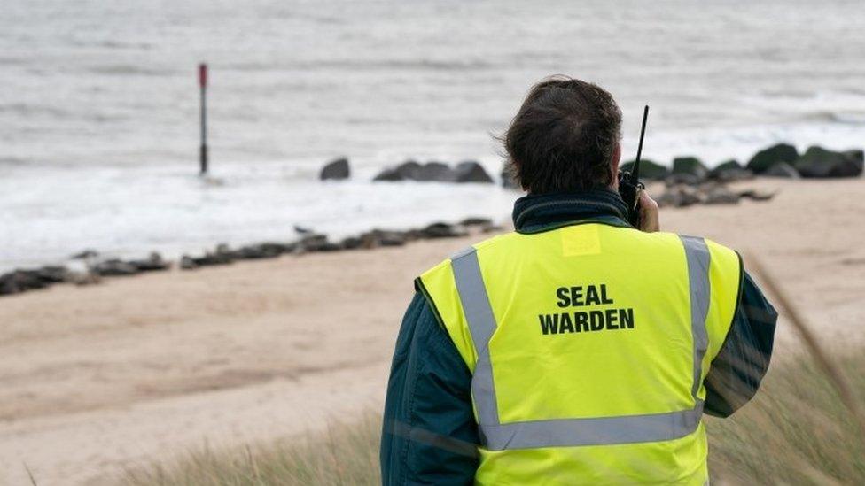 Seal warden at Horsey