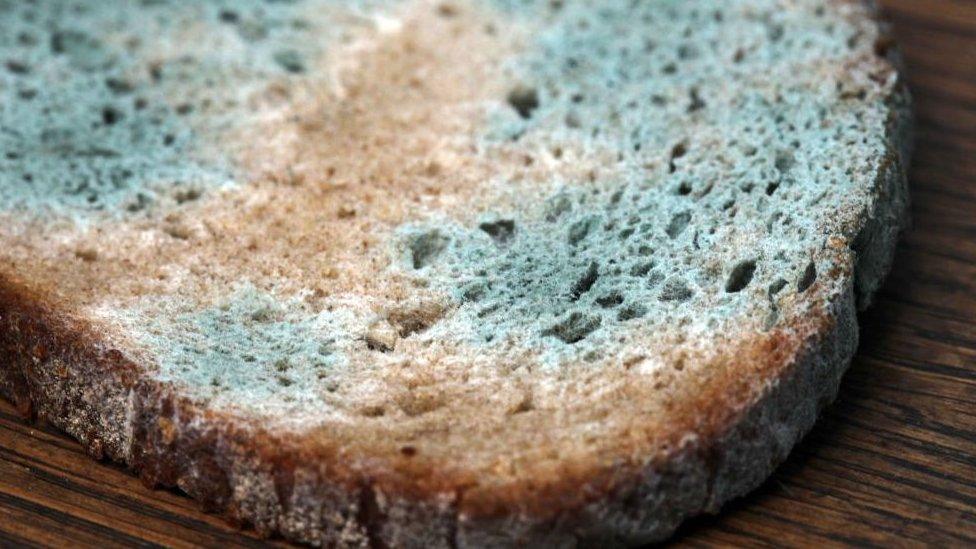 Moldy bread