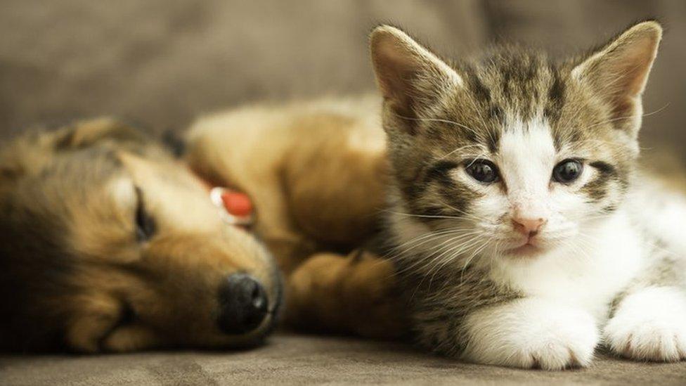 Puppy asleep next to a kitten