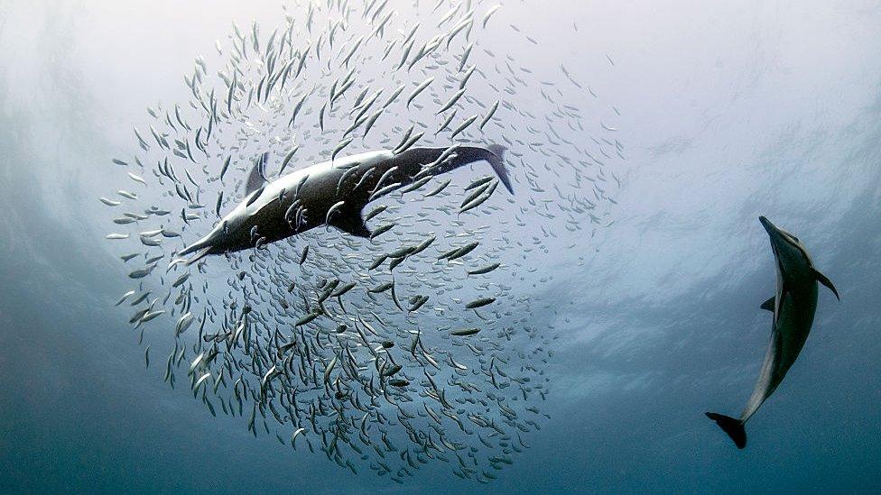 Dolphin chasing sardines off South Africa