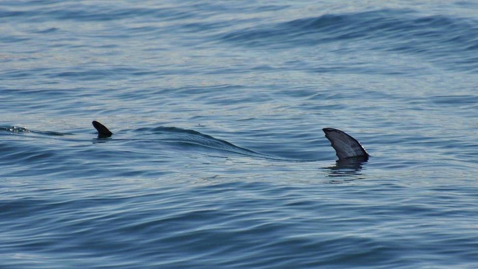 Swordfish fins