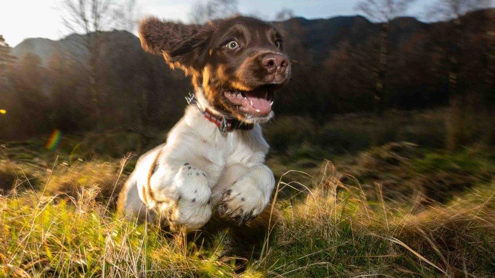 Harry as a puppy running