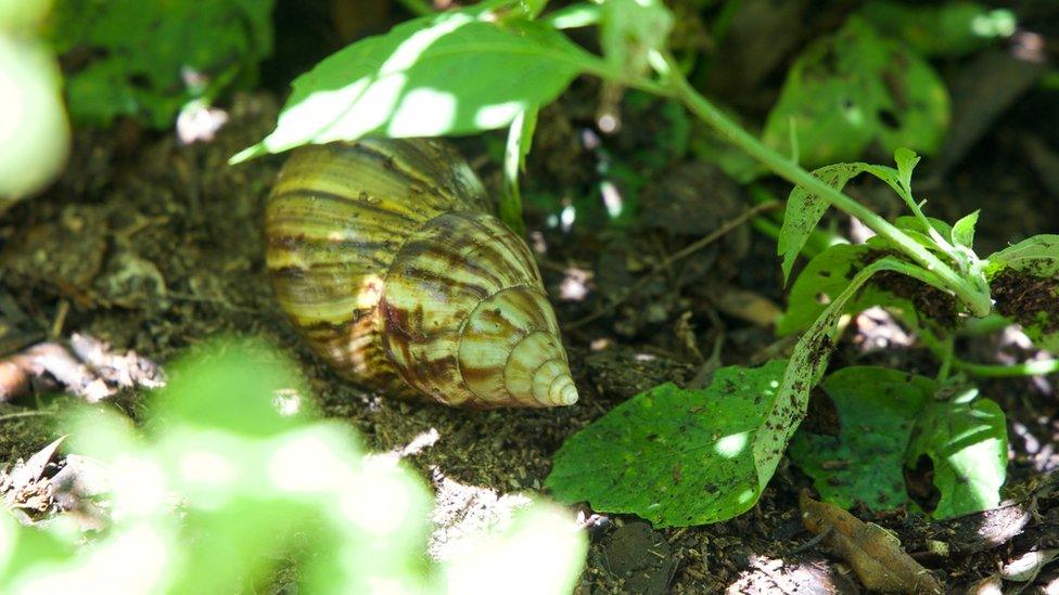 giant-African-land-snail-florida