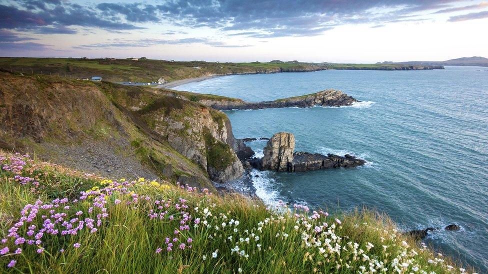 Wild flowers on the cliffs of Whitesands bay on the Pembrokeshire coast path near St Davids at sunset