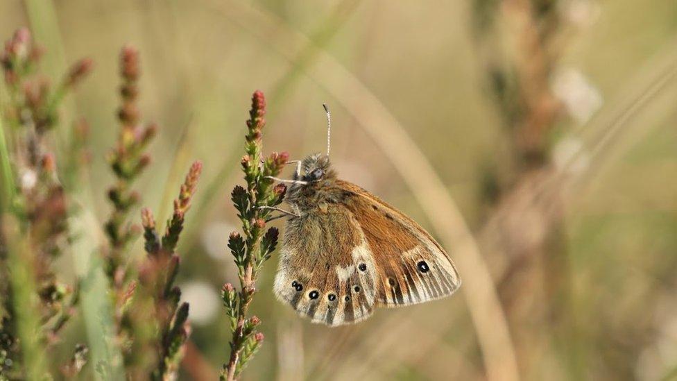 Large heath butterfly