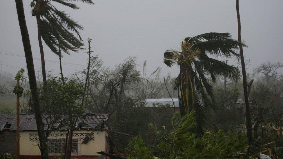 Trees damaged by wind are seen during Hurricane Matthew in Les Cayes