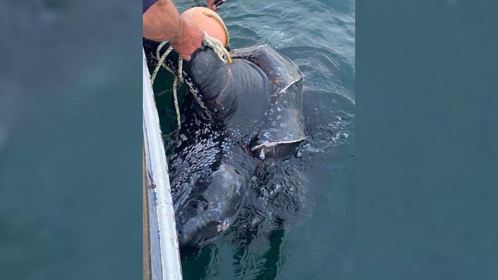 A leatherback turtle caught in fishing bycatch. A person is holding the rope, off the side of their boat. which is attached to the turtle which is black and in the water.