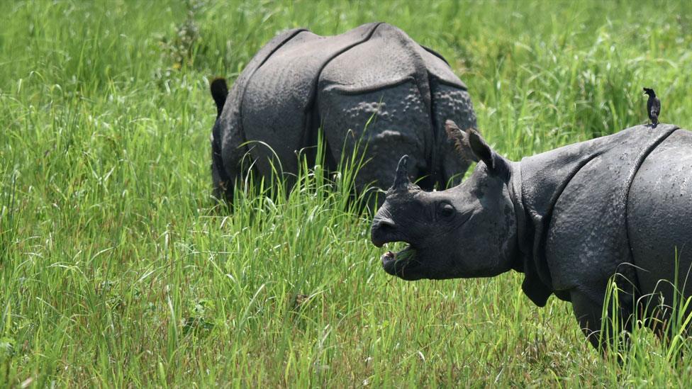 Rhino in the park