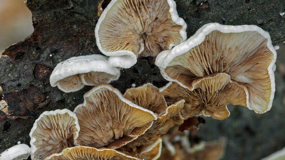 split-gill-fungi.