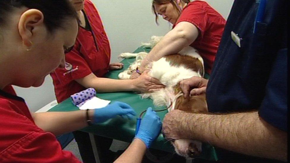 Blood being taken from a dog