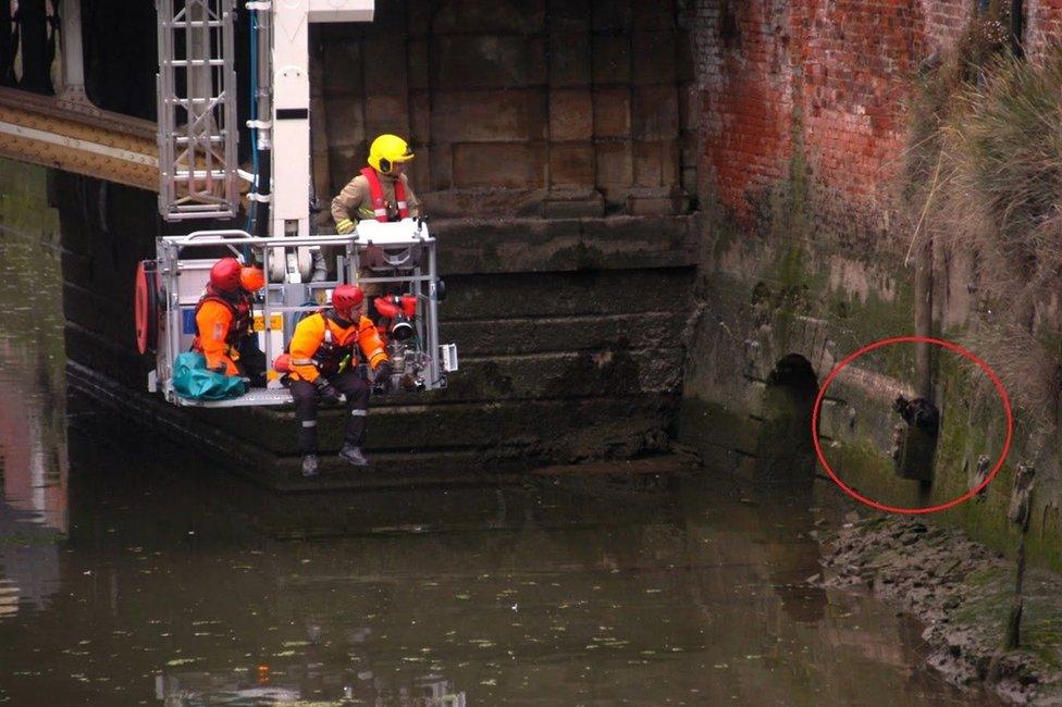 Cat being rescued