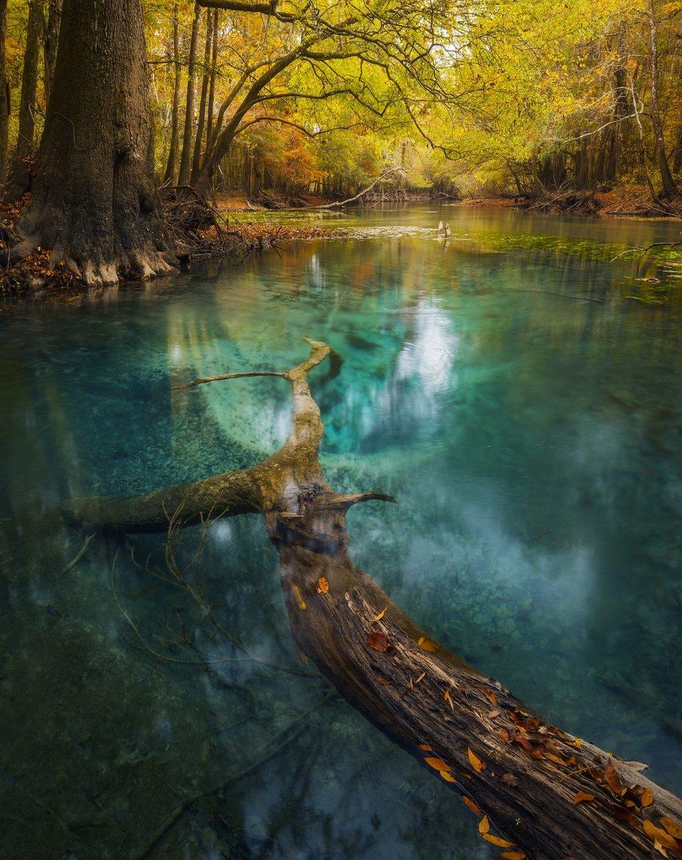 A view of a river in woodland