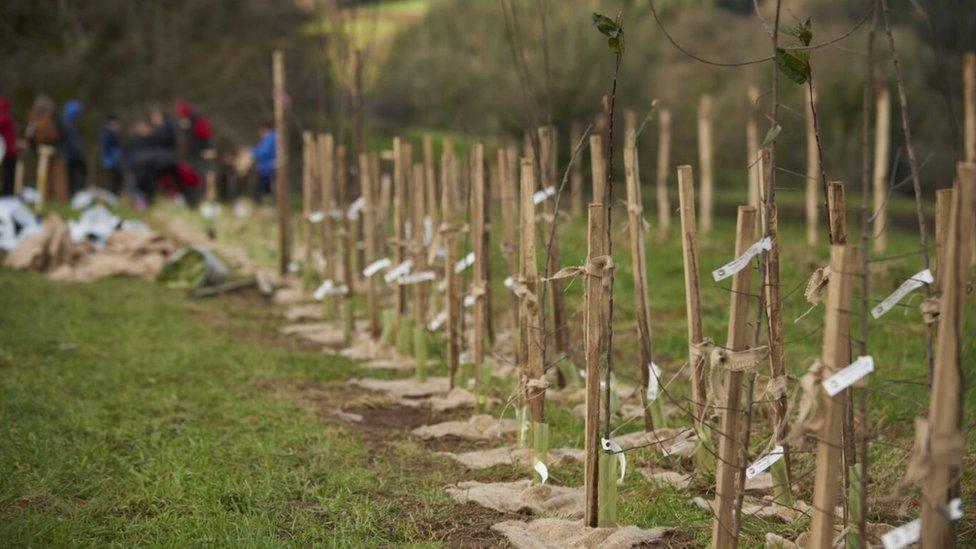 Tree planting