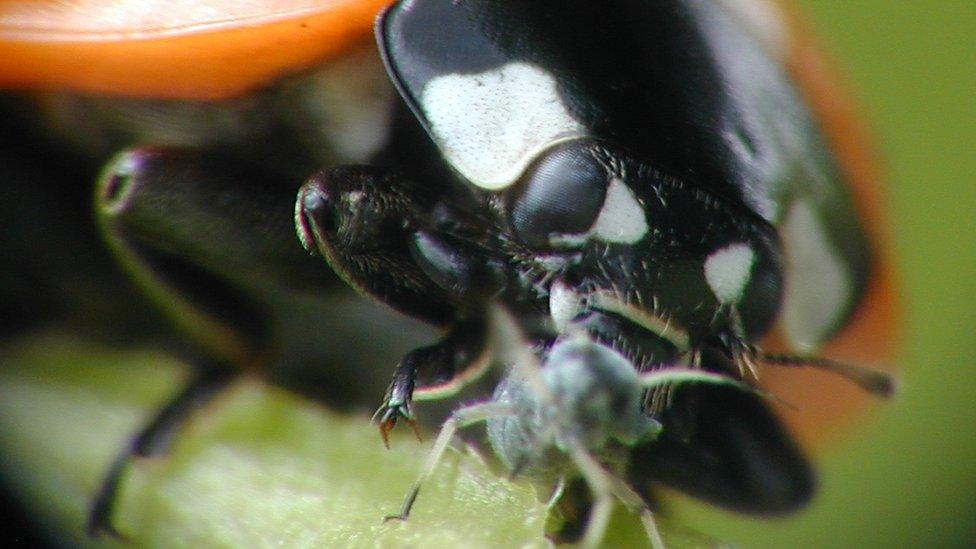 Ladybird eating aphid.