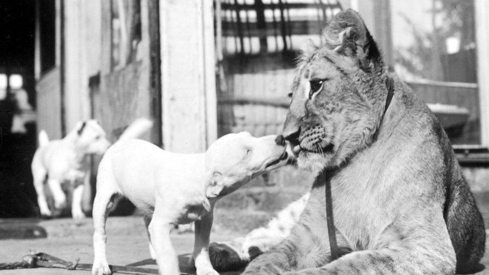 A Jack Russell terrier and a 12-month-old lioness at Southam Zoo