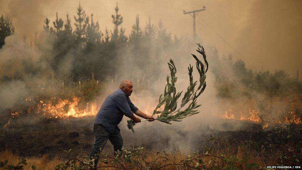 man attempting to put out wildfire in chile