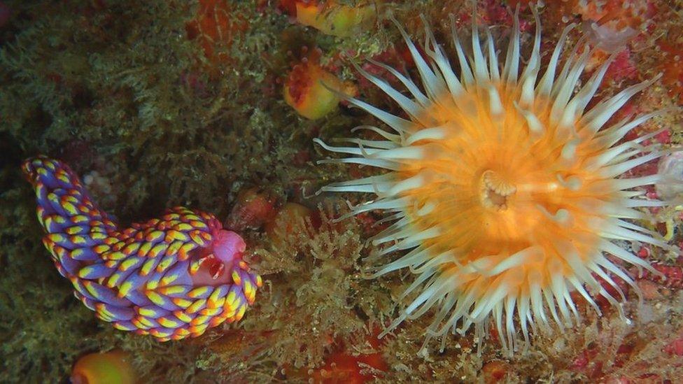 Sea Slug