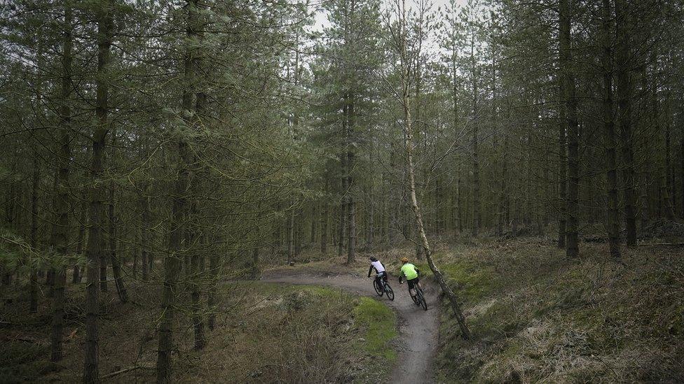 Cannock Chase Forest