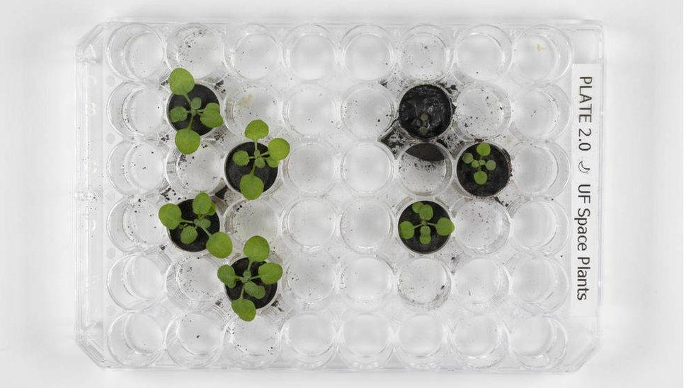 Plant samples grown in moon soil