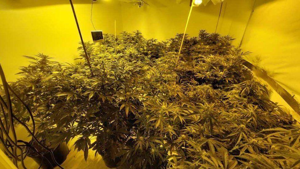 Cannabis grow scene