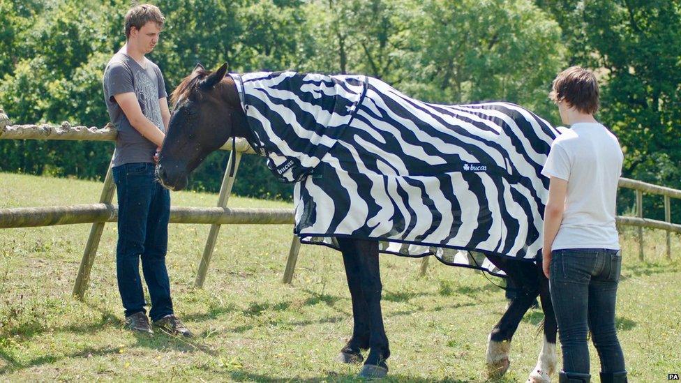 Horse in Zebra outfit