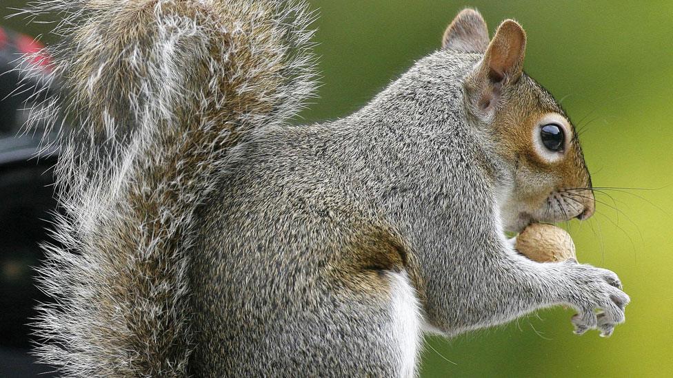 A grey squirrel