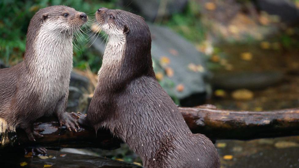 Two otters are almost nose to nose on top of logs with a blurred countryside background