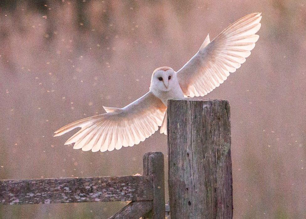 Owl landing on a gate post